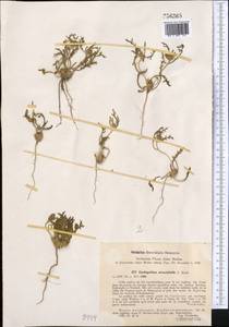Cousiniopsis atractyloides (C. Winkl.) Nevski, Middle Asia, Pamir & Pamiro-Alai (M2) (Uzbekistan)