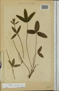 Trifolium montanum L., Eastern Europe, Estonia (E2c) (Estonia)
