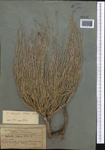 Ephedra intermedia Schrenk & C.A.Mey., Middle Asia, Northern & Central Tian Shan (M4) (Kazakhstan)