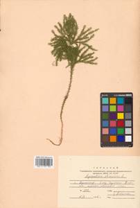 Dendrolycopodium obscurum (L.) A. Haines, Siberia, Russian Far East (S6) (Russia)