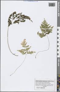 Gymnocarpium robertianum (Hoffm.) Newman, Eastern Europe, Middle Volga region (E8) (Russia)