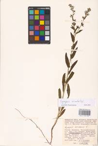 MHA 0 152 637, Lycopsis arvensis subsp. orientalis (L.) Kuzn., Eastern Europe, Lower Volga region (E9) (Russia)