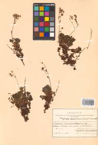 Saxifraga cherlerioides D. Don, Siberia, Russian Far East (S6) (Russia)