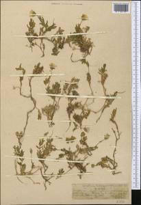 Cerastium lithospermifolium Fisch., Middle Asia, Northern & Central Tian Shan (M4) (Kazakhstan)