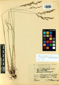 Poa urssulensis Trin., Siberia, Baikal & Transbaikal region (S4) (Russia)