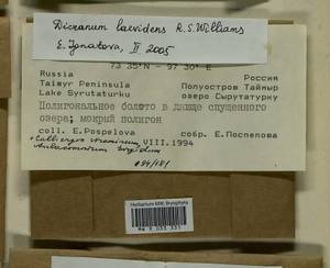 Dicranum laevidens R.S. Williams, Bryophytes, Bryophytes - Krasnoyarsk Krai, Tyva & Khakassia (B17) (Russia)