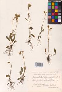 Hieracium triste Willd. ex Spreng., Siberia, Russian Far East (S6) (Russia)