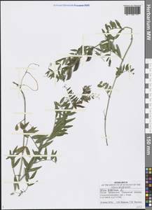 Vicia sepium L., Eastern Europe, Middle Volga region (E8) (Russia)