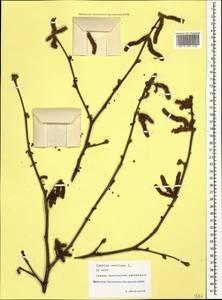 Corylus avellana L., Caucasus, North Ossetia, Ingushetia & Chechnya (K1c) (Russia)