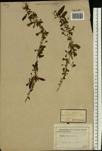 Lycium barbarum L., Eastern Europe, Central forest-and-steppe region (E6) (Russia)