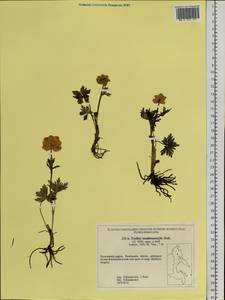 Trollius riederianus subsp. riederianus, Siberia, Chukotka & Kamchatka (S7) (Russia)