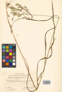 Bromus ciliatus L., Siberia, Russian Far East (S6) (Russia)
