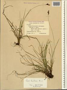 Carex umbrosa subsp. huetiana (Boiss.) Soó, Caucasus, North Ossetia, Ingushetia & Chechnya (K1c) (Russia)