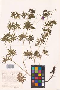 Geranium sanguineum L., Eastern Europe, Central forest-and-steppe region (E6) (Russia)