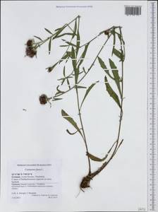 Centaurea jacea L., Western Europe (EUR) (Germany)