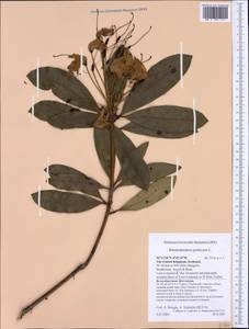 Rhododendron ponticum L., Western Europe (EUR) (United Kingdom)