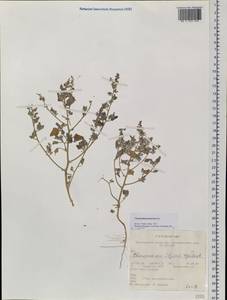 Chenopodium pamiricum Iljin, Siberia, Altai & Sayany Mountains (S2) (Russia)