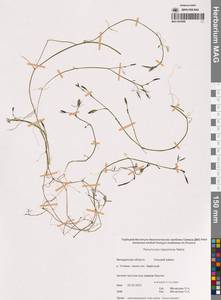 Ranunculus nipponicus (Makino & Nemoto) Nakai, Siberia, Chukotka & Kamchatka (S7) (Russia)