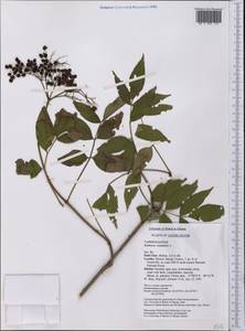 Sambucus canadensis L., America (AMER) (United States)