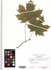 Acer platanoides L., Eastern Europe, Middle Volga region (E8) (Russia)