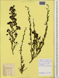 Chrysojasminum fruticans (L.) Banfi, Crimea (KRYM) (Russia)