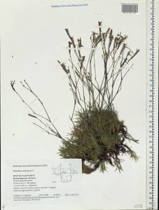 Dianthus arenarius, Eastern Europe, Central region (E4) (Russia)