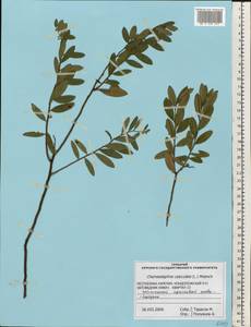 Chamaedaphne calyculata (L.) Moench, Eastern Europe, Northern region (E1) (Russia)