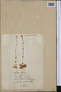 Centaurium erythraea Rafn, Eastern Europe, Lithuania (E2a) (Lithuania)