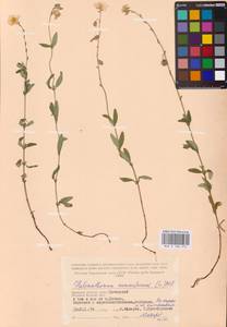 Helianthemum nummularium (L.) Mill., Eastern Europe, Western region (E3) (Russia)