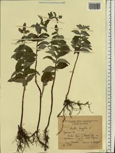 Mentha longifolia (L.) L., Eastern Europe, South Ukrainian region (E12) (Ukraine)