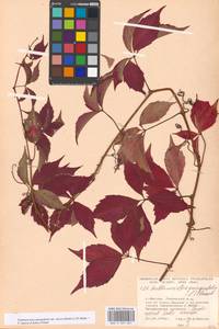 Parthenocissus quinquefolia (L.) Planch., Eastern Europe, Moscow region (E4a) (Russia)