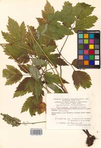 Actaea simplex (DC.) Wormsk. ex Fisch. & C. A. Mey., Siberia, Chukotka & Kamchatka (S7) (Russia)