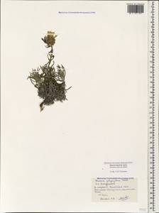 Onosma polyphylla Ledeb., Caucasus, Black Sea Shore (from Novorossiysk to Adler) (K3) (Russia)