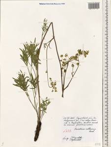 Peucedanum ruthenicum M.Bieb., Eastern Europe, Lower Volga region (E9) (Russia)