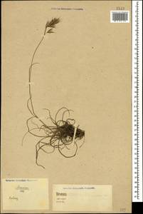 Bromus variegatus M.Bieb., Caucasus (no precise locality) (K0)