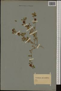 Trifolium campestre Schreb., Western Europe (EUR) (Germany)