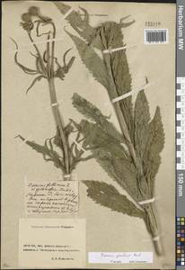 Dipsacus strigosus Willd., Eastern Europe, Rostov Oblast (E12a) (Russia)