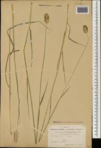 Alopecurus brachystachyus M.Bieb., Mongolia (MONG) (Mongolia)