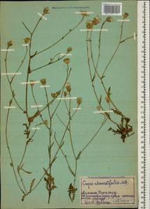 Crepis foetida subsp. rhoeadifolia (M. Bieb.) Celak., Caucasus, Armenia (K5) (Armenia)