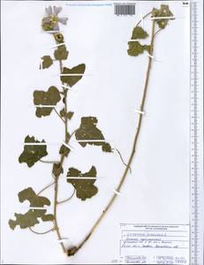 Malva trimestris (L.) Salisb., Eastern Europe, Middle Volga region (E8) (Russia)