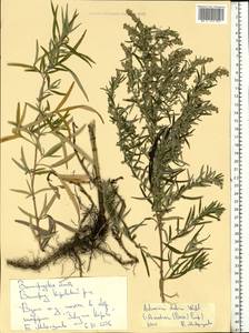 Artemisia dubia Wall. ex Besser, Eastern Europe, Lower Volga region (E9) (Russia)