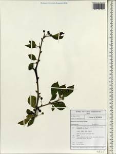 Rhamnus parvifolia Bunge, South Asia, South Asia (Asia outside ex-Soviet states and Mongolia) (ASIA) (South Korea)