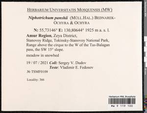 Niphotrichum panschii (Müll. Hal.) Bedn.-Ochyra & Ochyra, Bryophytes, Bryophytes - Russian Far East (excl. Chukotka & Kamchatka) (B20) (Russia)