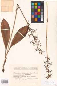 Platanthera hybrida Brügger, Eastern Europe, Lower Volga region (E9) (Russia)