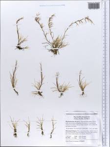 Puccinellia phryganodes (Trin.) Scribn. & Merr., Eastern Europe, Northern region (E1) (Russia)