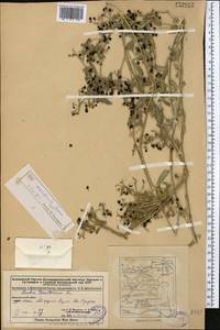 Rubia deserticola Pojark., Middle Asia, Dzungarian Alatau & Tarbagatai (M5) (Kazakhstan)