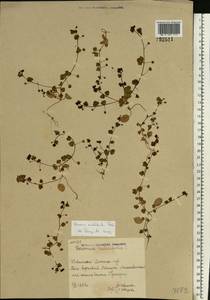 Veronica hederifolia L., Eastern Europe, North Ukrainian region (E11) (Ukraine)