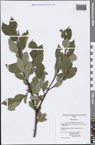 Salix caprea L., Eastern Europe, North-Western region (E2) (Russia)