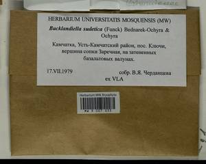 Bucklandiella sudetica (Funck) Bedn.-Ochyra & Ochyra, Bryophytes, Bryophytes - Chukotka & Kamchatka (B21) (Russia)