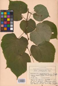 Tilia platyphyllos Scop., Eastern Europe, Central forest-and-steppe region (E6) (Russia)